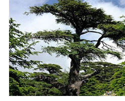 cedars